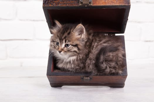 Studio shot of adorable young fluffy kitten sitting in a little chest