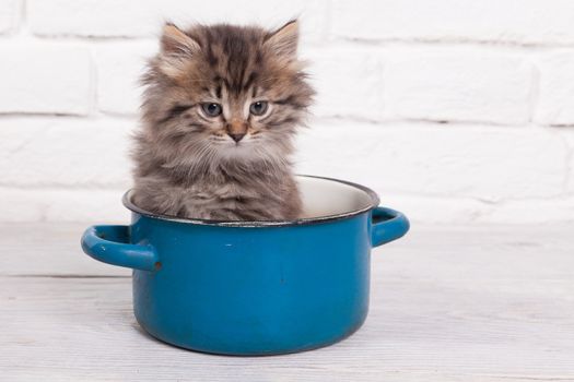 Studio shot of adorable young fluffy kitten sitting in a little blue pot