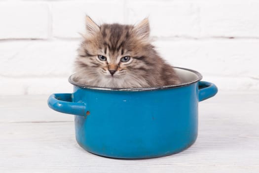 Studio shot of adorable young fluffy kitten hidingin a little blue pot