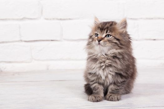 Studio shot of adorable young fluffy kitten