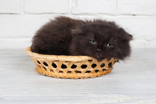 Studio shot of adorable young black fluffy kitten hidingin a little basket