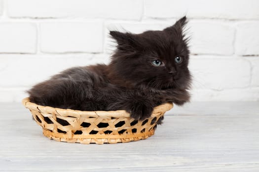 Studio shot of adorable young black fluffy kitten hidingin a little basket