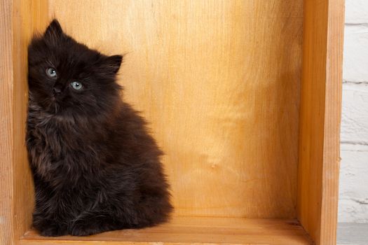 Studio shot of adorable young black fluffy kitten sitting in the corner of wooden box