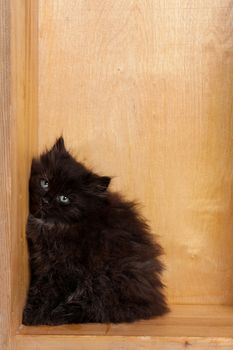 Studio shot of adorable young black fluffy kitten sitting on the background of a white brick wall