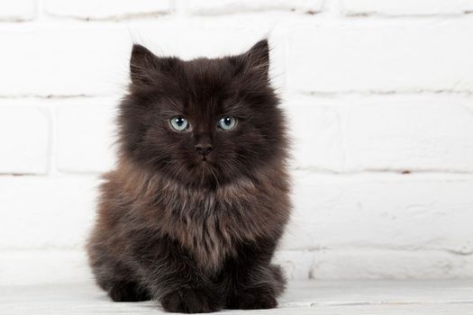 Studio shot of adorable young black fluffy kitten sitting on the background of a white brick wall