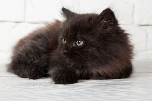 Studio shot of adorable young black fluffy kitten lying on the background of a white brick wall