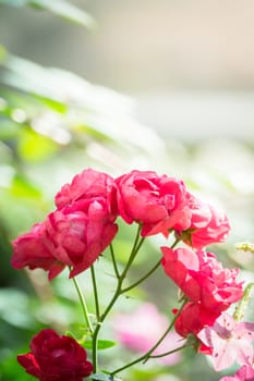 The background image of the colorful flowers, background nature