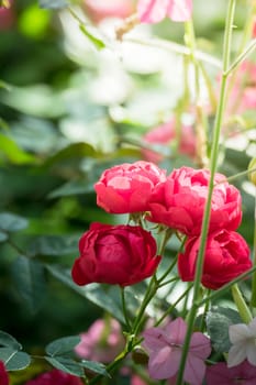 The background image of the colorful flowers, background nature