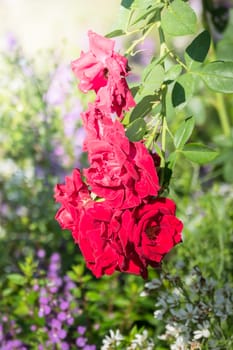 The background image of the colorful flowers, background nature