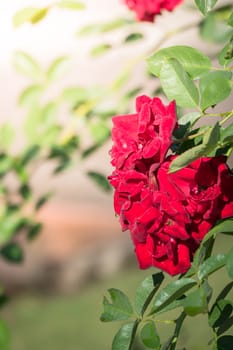 The background image of the colorful flowers, background nature