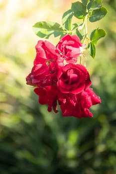 The background image of the colorful flowers, background nature