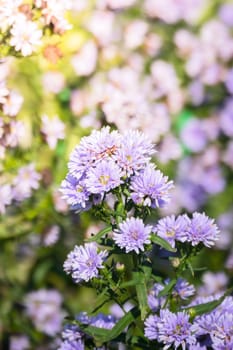 The background image of the colorful flowers, background nature