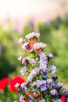 The background image of the colorful flowers, background nature
