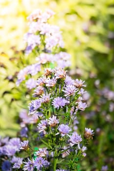 The background image of the colorful flowers, background nature