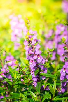 The background image of the colorful flowers, background nature