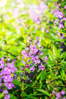 The background image of the colorful flowers, background nature
