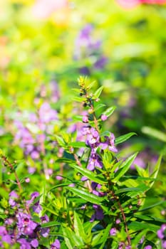 The background image of the colorful flowers, background nature