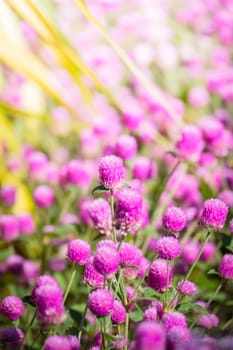 The background image of the colorful flowers, background nature