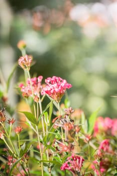 The background image of the colorful flowers, background nature