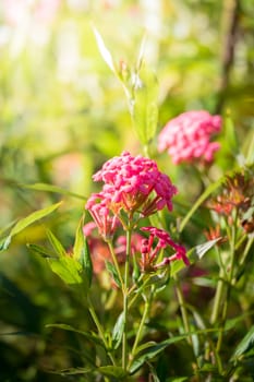 The background image of the colorful flowers, background nature