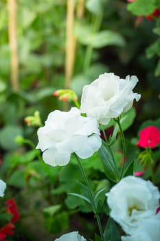 The background image of the colorful flowers, background nature