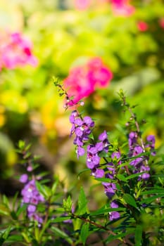 The background image of the colorful flowers, background nature