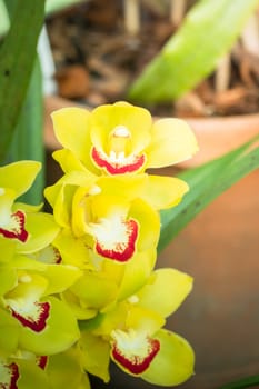 The background image of the colorful flowers, background nature