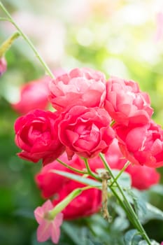 The background image of the colorful flowers, background nature