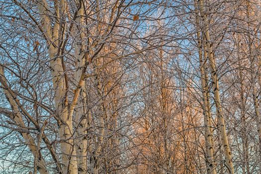 trees covered with snow on sky background winter snow tale