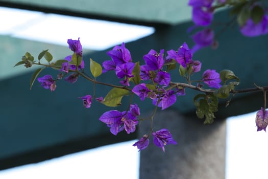 Close up of a beautiful purple bougainvillea plant branch.
