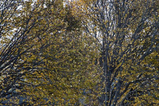 Beautiful colors of the autumn season in the leaves of trees.