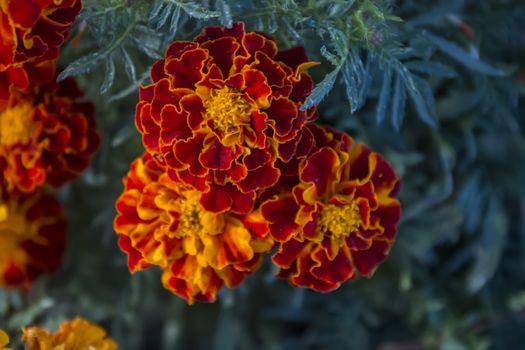 Close up view of beautiful red marigold flowers.