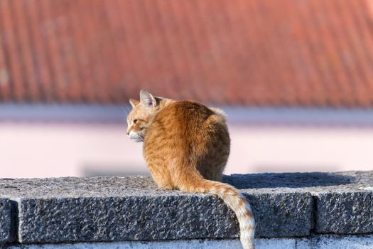 View of a yellow cat in the streets warming in the sun.