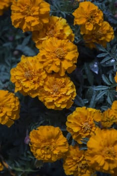 Close up view of beautiful yellow marigold flowers.
