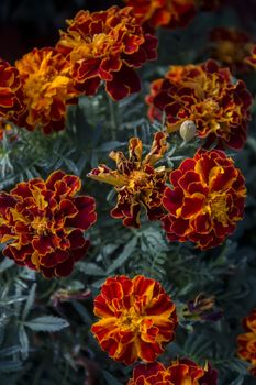 Close up view of beautiful red marigold flowers.