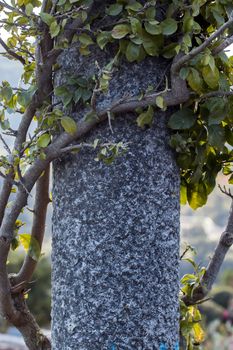 Close up of a bougainvillea plant curling in a pillar.