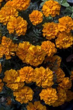 Close up view of beautiful yellow marigold flowers.