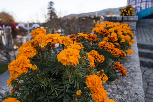 Close up view of beautiful yellow marigold flowers.