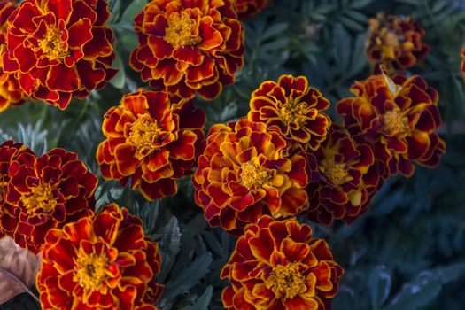 Close up view of beautiful red marigold flowers.