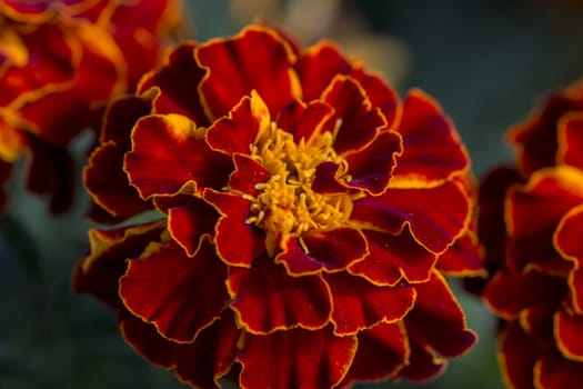 Close up view of beautiful red marigold flowers.