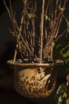 Curious ceramic flower pot on a garden.