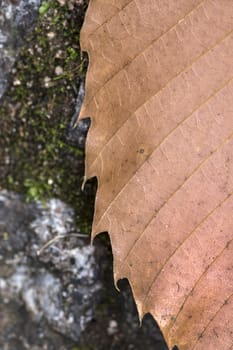 Close up macro view of veins of autumn leaf.