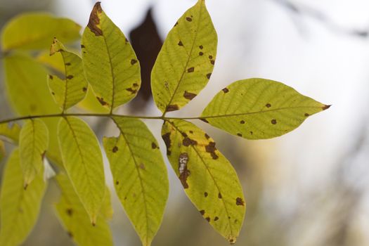 Close up view of an autumn leaf branch.