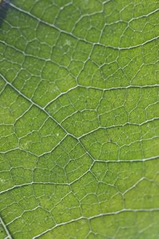 Close up macro view of veins of green leaf.