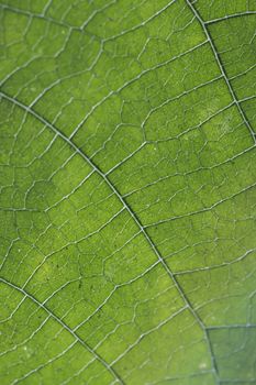 Close up macro view of veins of green leaf.