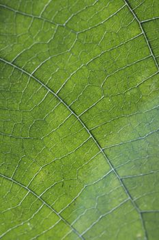 Close up macro view of veins of green leaf.