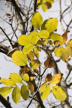 Close up view of an autumn leaf branch.