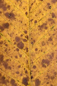 Close up macro view of veins of autumn leaf.