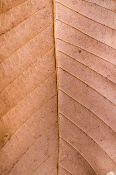 Close up macro view of veins of autumn leaf.