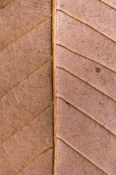 Close up macro view of veins of autumn leaf.